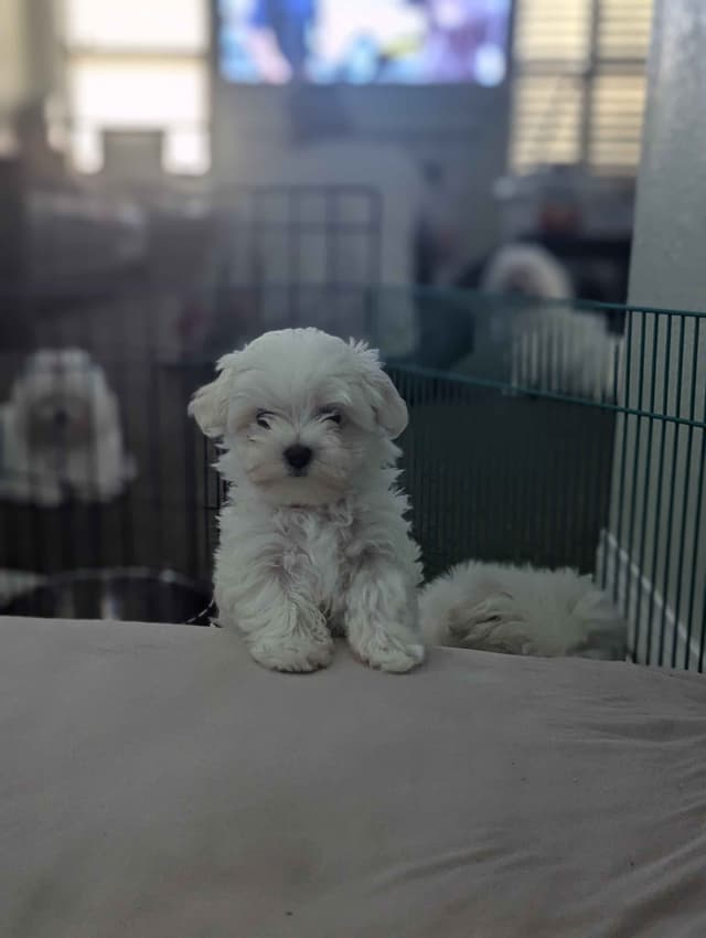 PUPPY AVAILABLE(702)213-3303 media 5