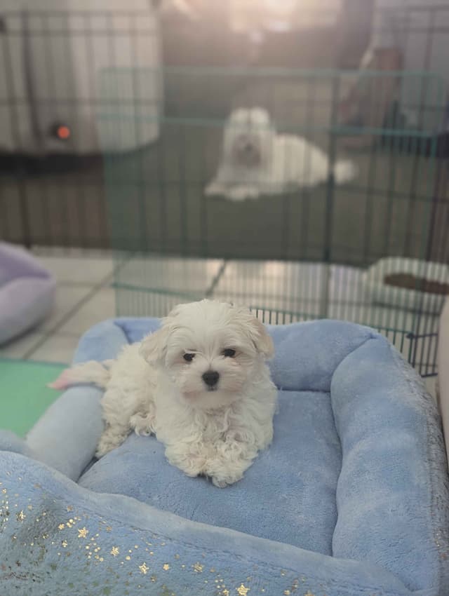 PUPPY AVAILABLE(702)213-3303 media 2