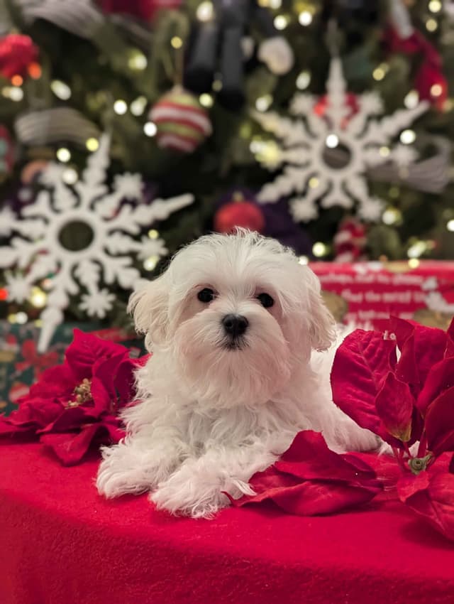 PUPPIES AVAILABLE (702)213-3303 media 3