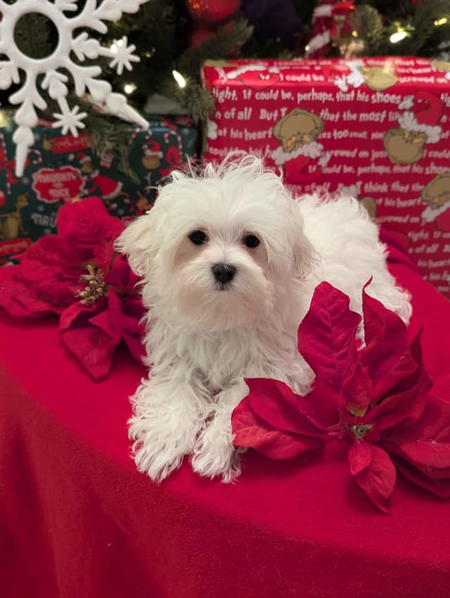 PUPPY AVAILABLE(702)213-3303 media 4