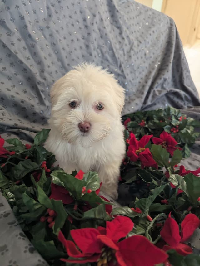 PUPPY AVAILABLE media 2