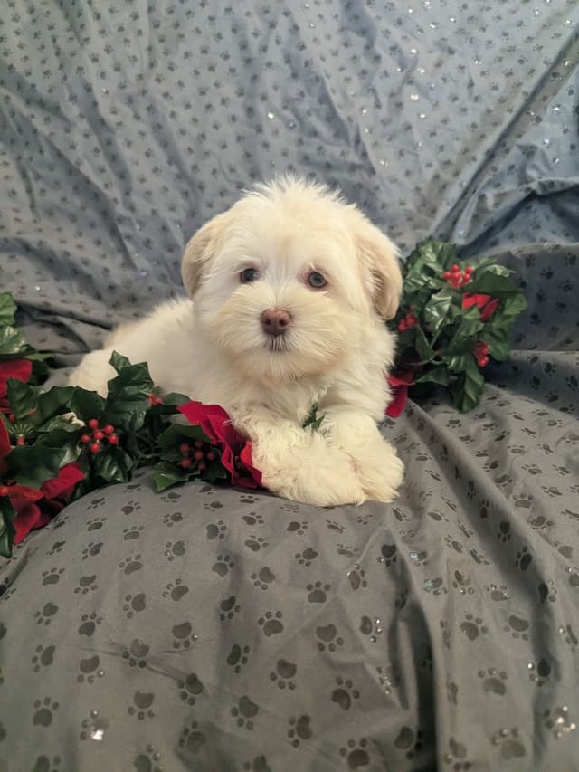 PUPPY AVAILABLE media 3