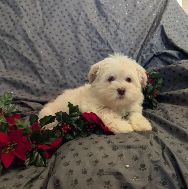 PUPPY AVAILABLE media 5