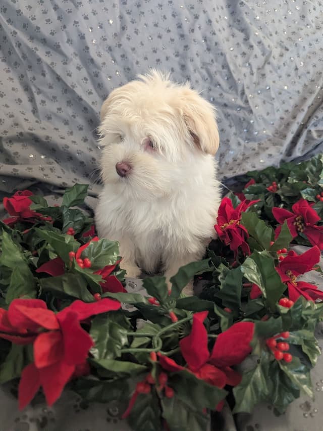 PUPPY AVAILABLE media 6