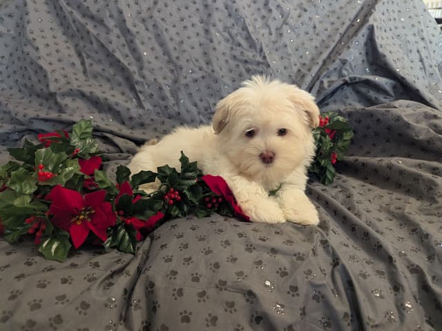PUPPY AVAILABLE media 7