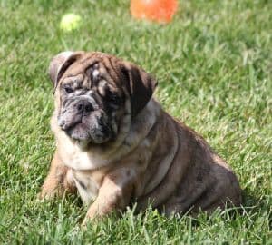 Bulldog Puppies media 2