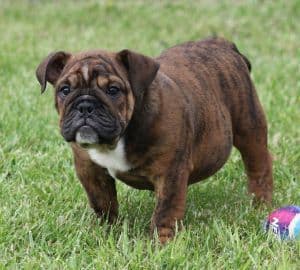 Bulldog Puppies media 3