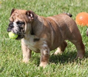 Bulldog Puppies media 4