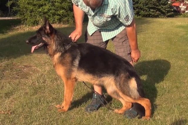 German Shepherd Showline Puppies media 2