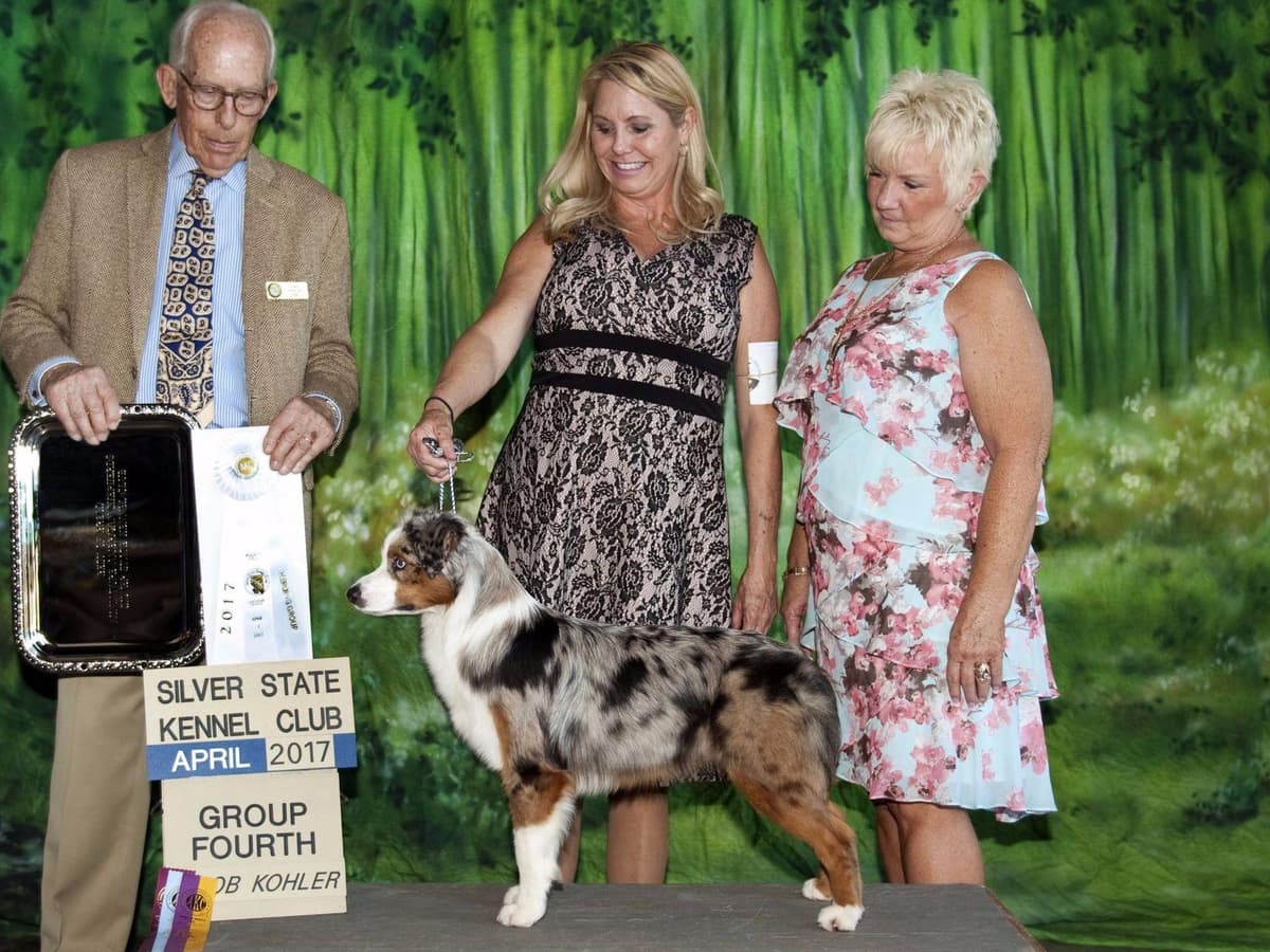 Miniature American Shepherd Puppies breeder image 13