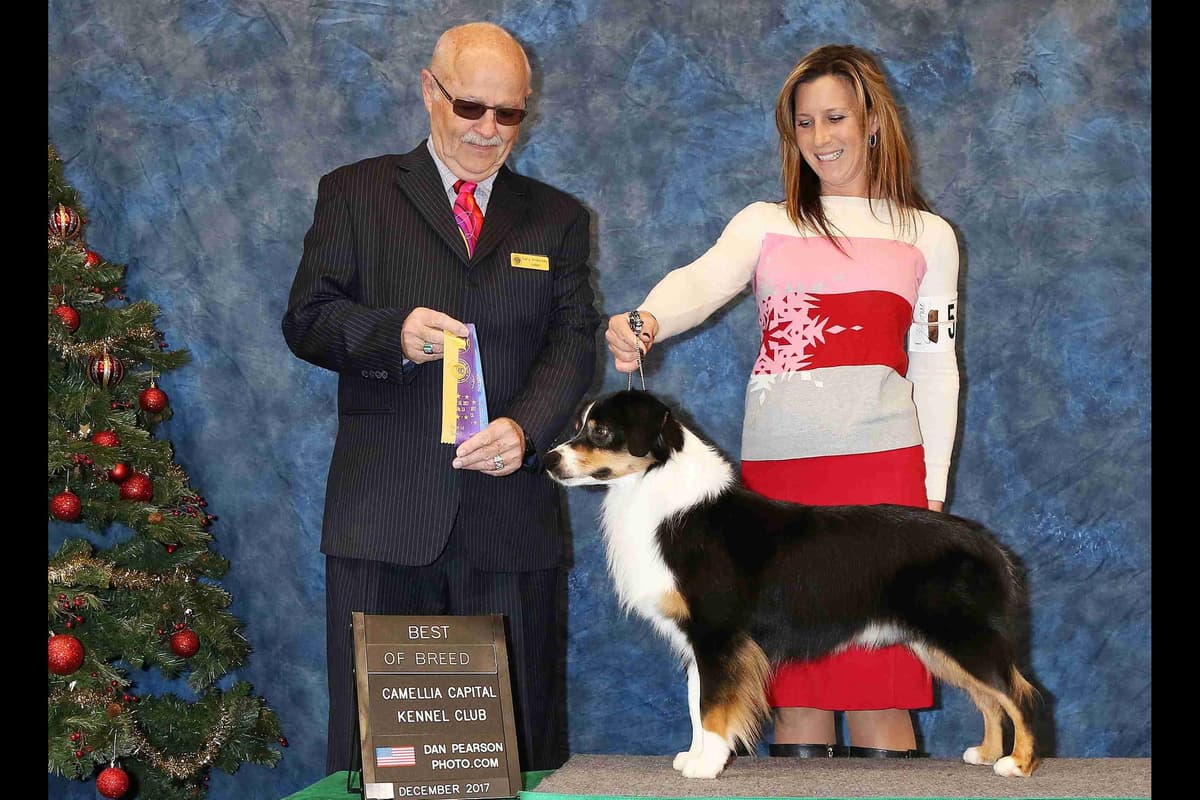 Miniature American Shepherd Puppies breeder image 16
