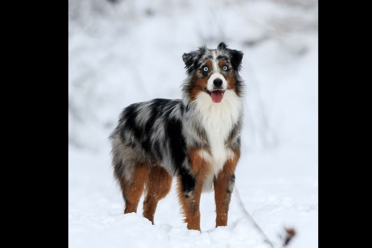 Miniature American Shepherd Puppies breeder image 17