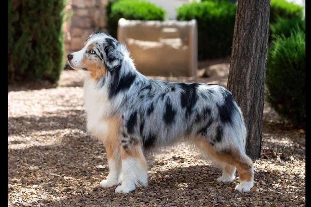 Miniature American Shepherd Puppies breeder image 19