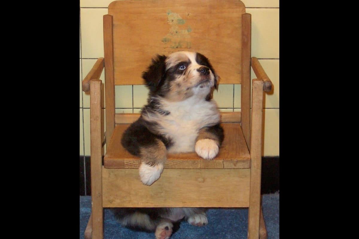Miniature American Shepherd Puppies breeder image 20