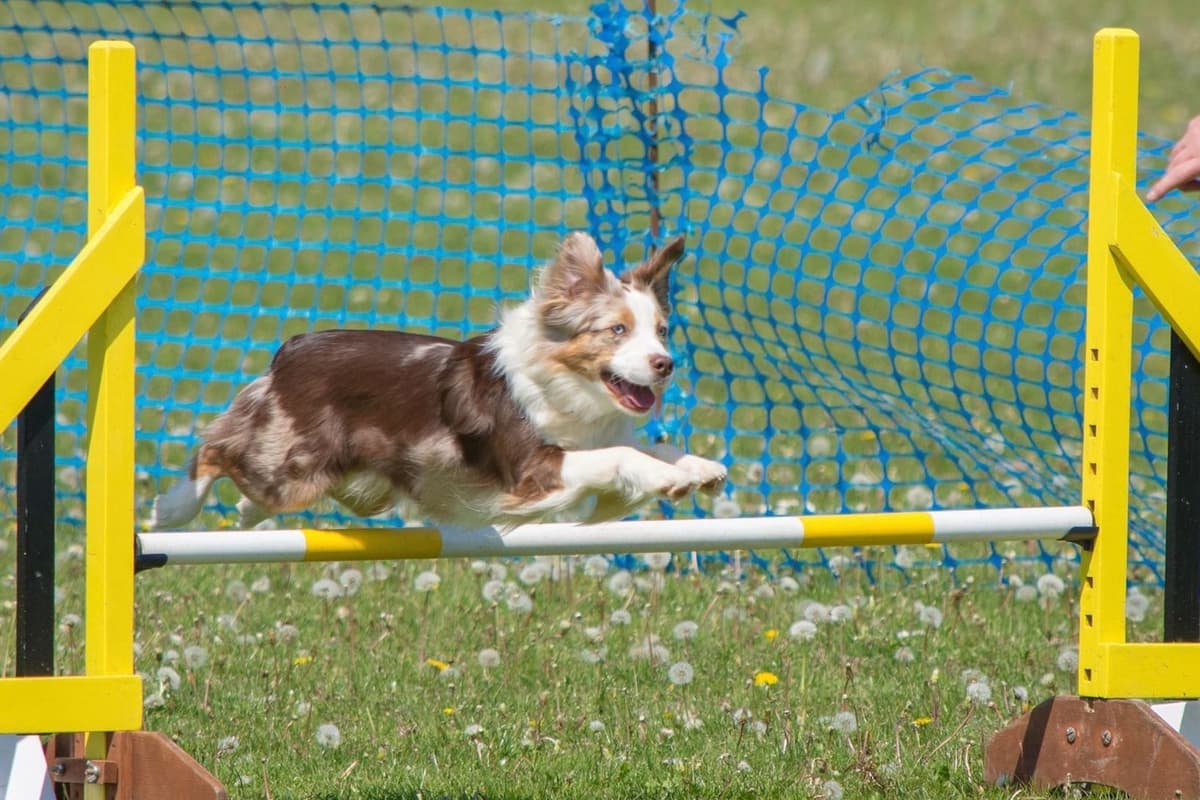 Miniature American Shepherd Puppies breeder image 23
