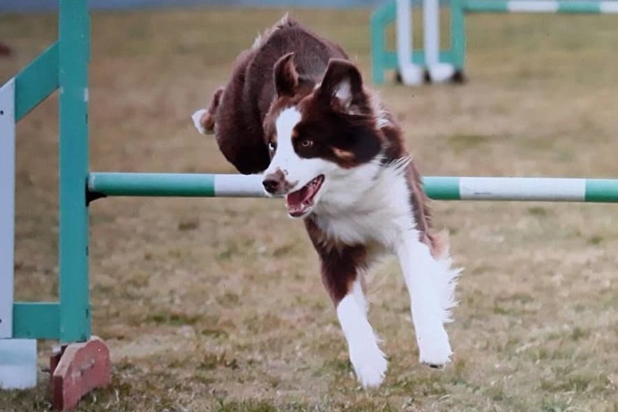 Miniature American Shepherd Puppies breeder image 6