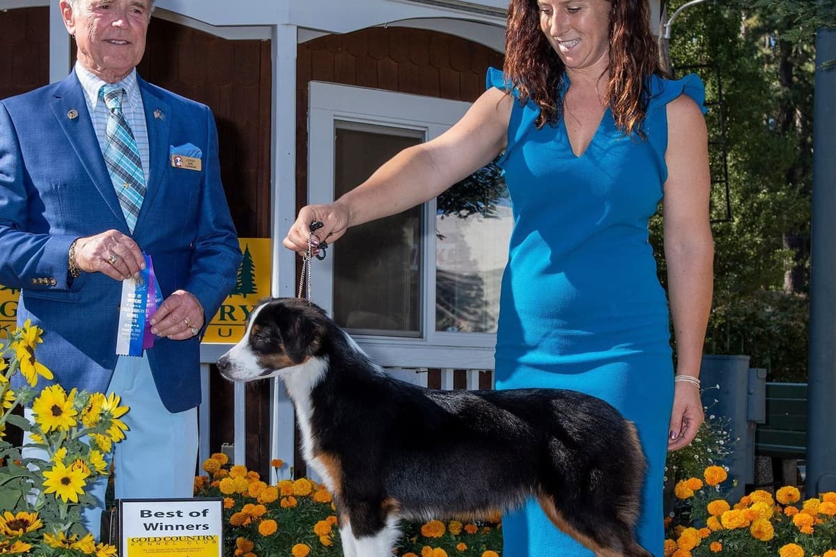 Miniature American Shepherd Puppies breeder image 25