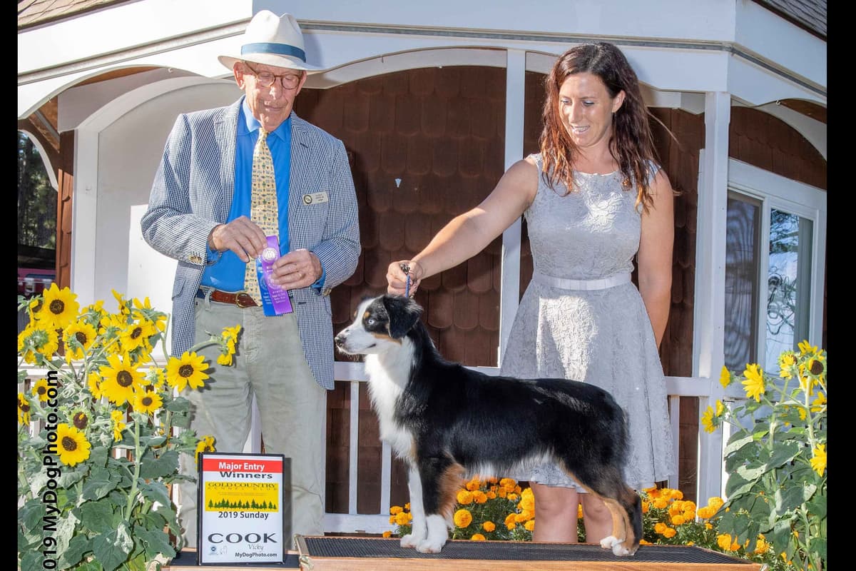 Miniature American Shepherd Puppies breeder image 27
