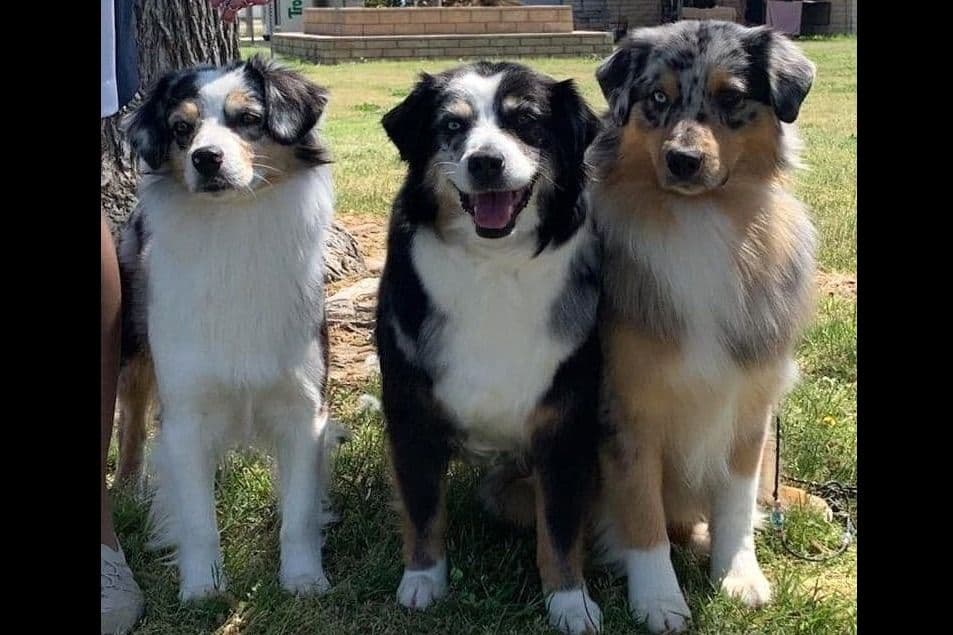 Miniature American Shepherd Puppies breeder image 5