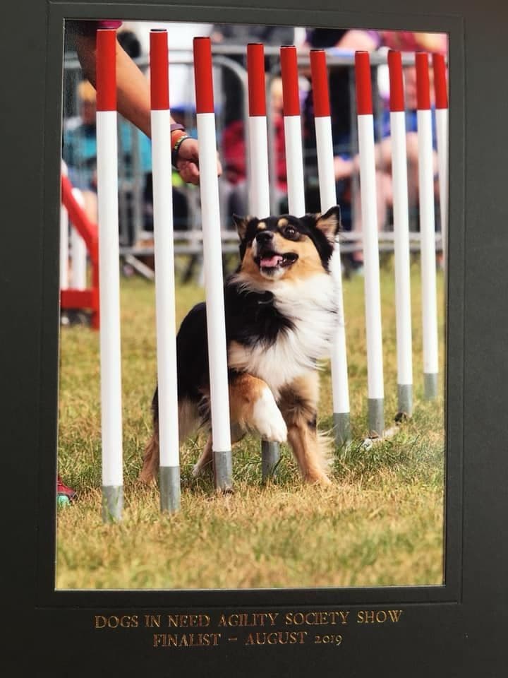 Miniature American Shepherd Puppies breeder image 12