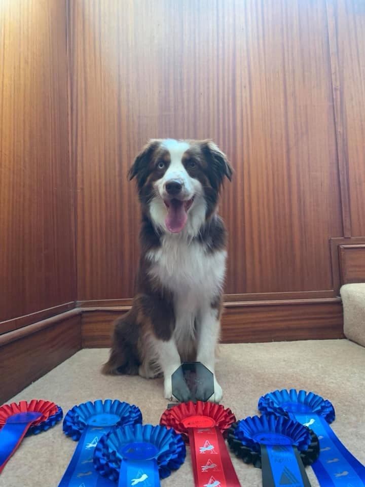 Miniature American Shepherd Puppies breeder image 29