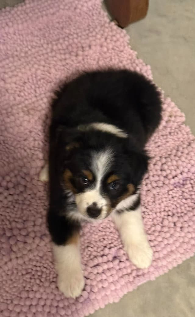 Miniature American Shepherd Puppies media 3