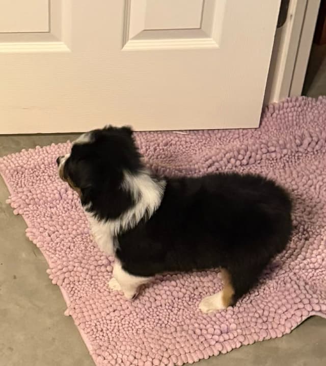 Miniature American Shepherd Puppies media 4