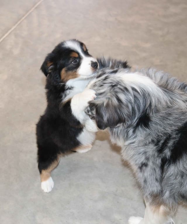 Miniature American Shepherd Puppies media 6