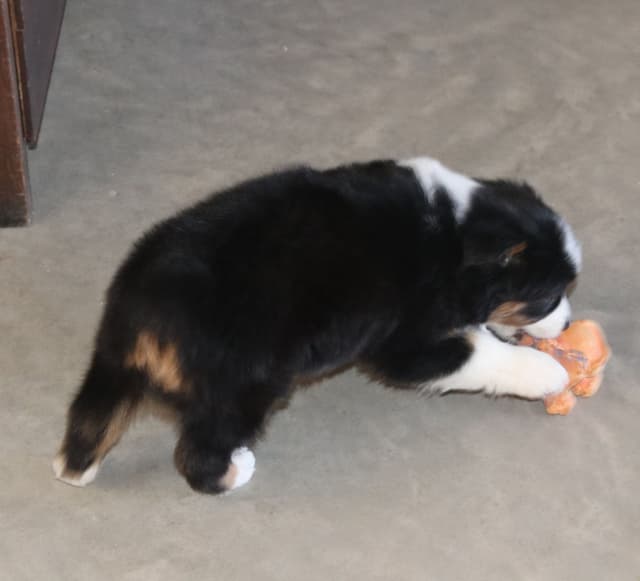 Miniature American Shepherd Puppies media 7