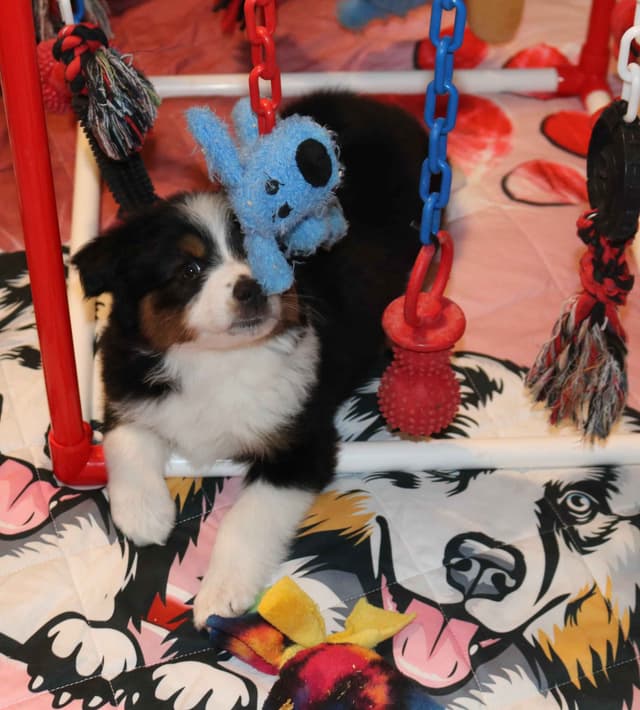 Miniature American Shepherd Puppies media 8
