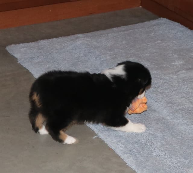 Miniature American Shepherd Puppies media 9