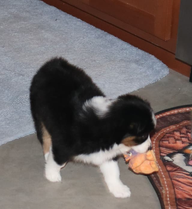 Miniature American Shepherd Puppies media 10