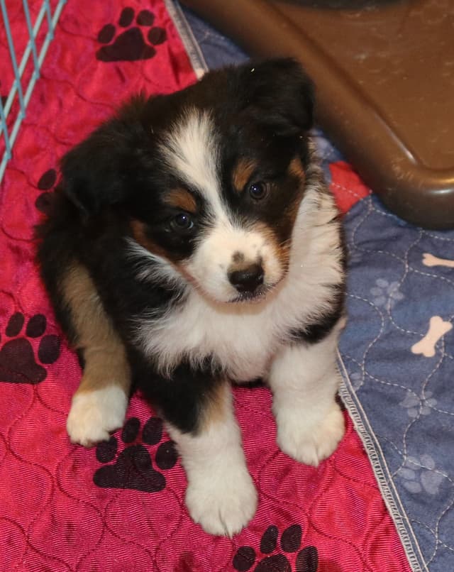 Miniature American Shepherd Puppies media 11