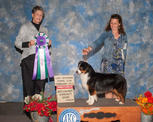 Miniature American Shepherd Puppies media 13