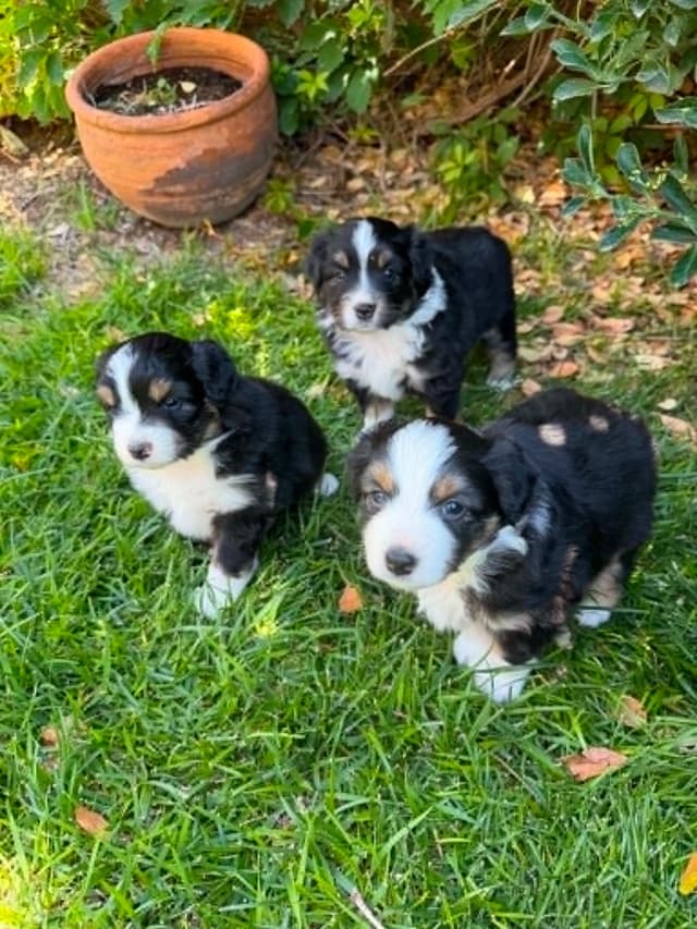 Miniature American Shepherd Puppies media 4