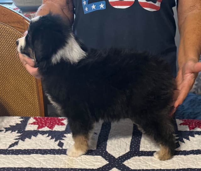 Miniature American Shepherd Puppies media 5
