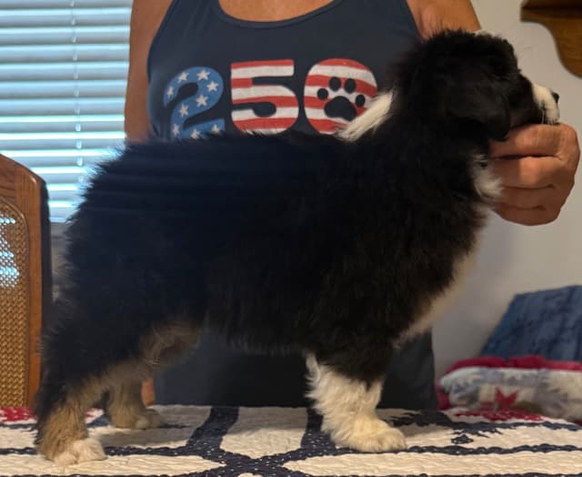 Miniature American Shepherd Puppies media 6