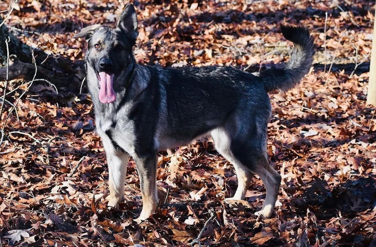 Black, Sable, Black&White German Shepherd puppies, DNA Health Tested breeder image 1