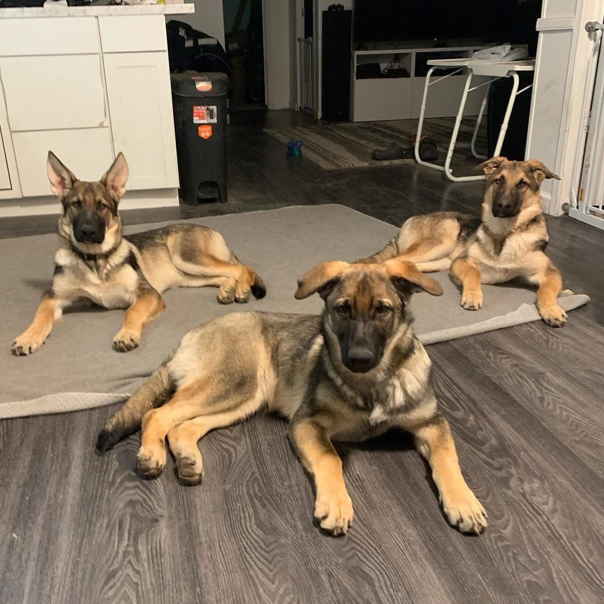 Black, Sable, Black&White German Shepherd puppies, DNA Health Tested breeder image 5