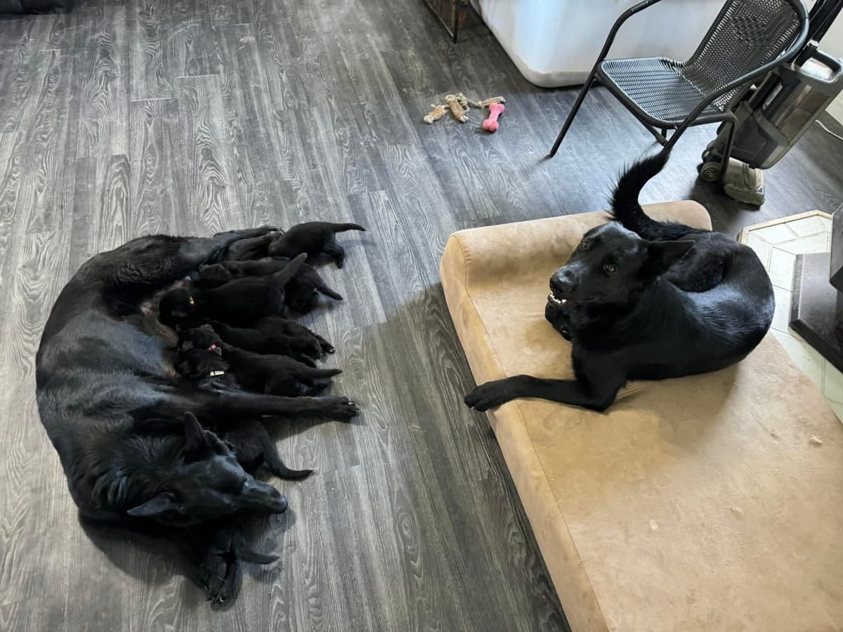 Black, Sable, Black&White German Shepherd puppies, DNA Health Tested breeder image 9