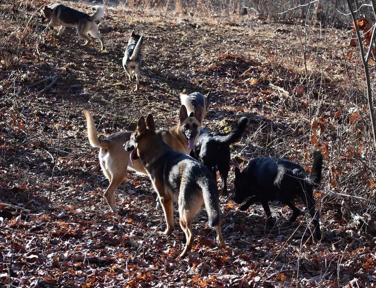 Black, Sable, Black&White German Shepherd puppies, DNA Health Tested breeder image 14