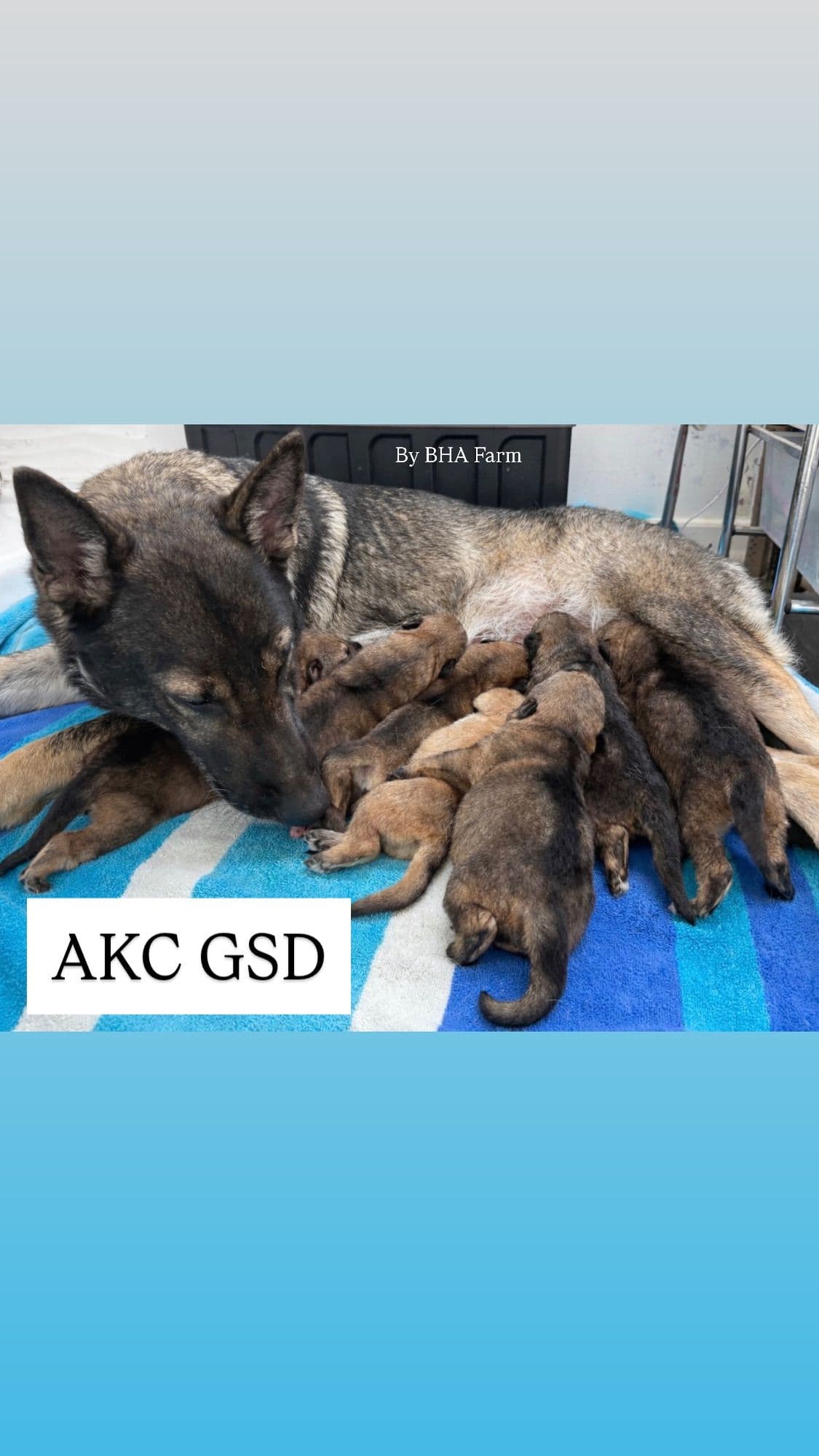 Black, Sable, Black&White German Shepherd puppies, DNA Health Tested breeder image 16