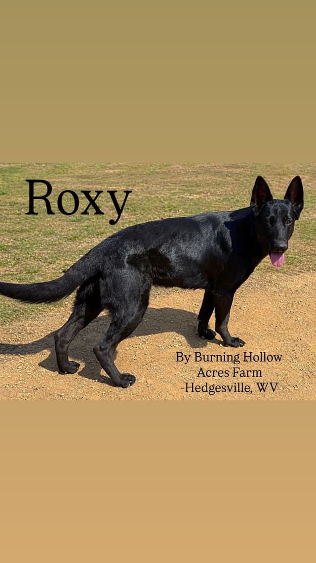 Black, Sable, Black&White German Shepherd puppies, DNA Health Tested media 3