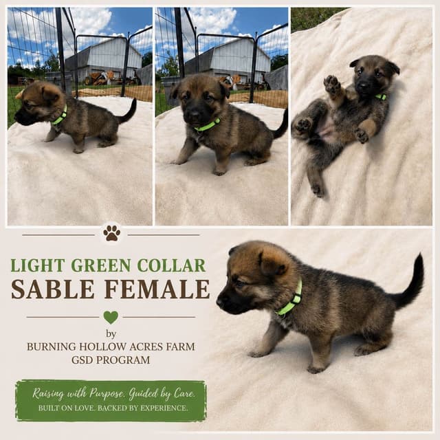 Black, Sable, Black&White German Shepherd puppies, DNA Health Tested media 4