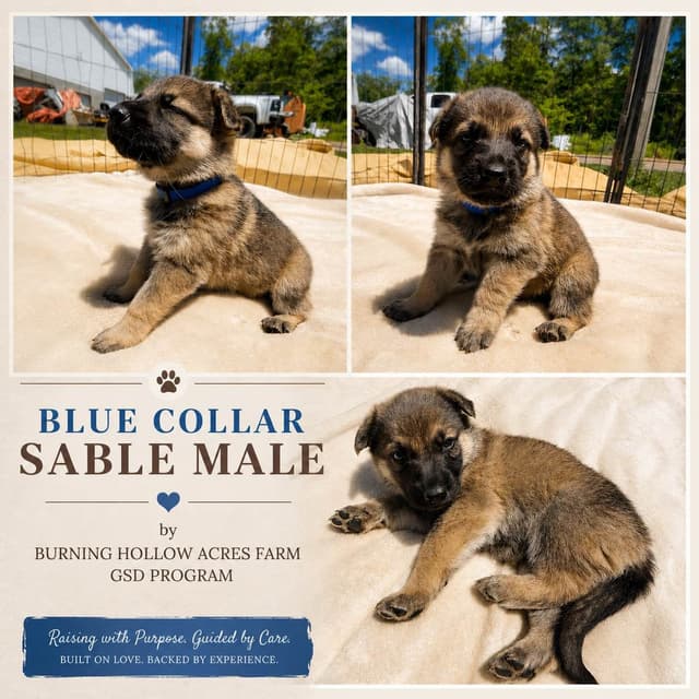 Black, Sable, Black&White German Shepherd puppies, DNA Health Tested media 5