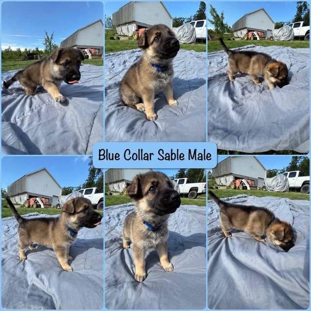 Black, Sable, Black&White German Shepherd puppies, DNA Health Tested media 6
