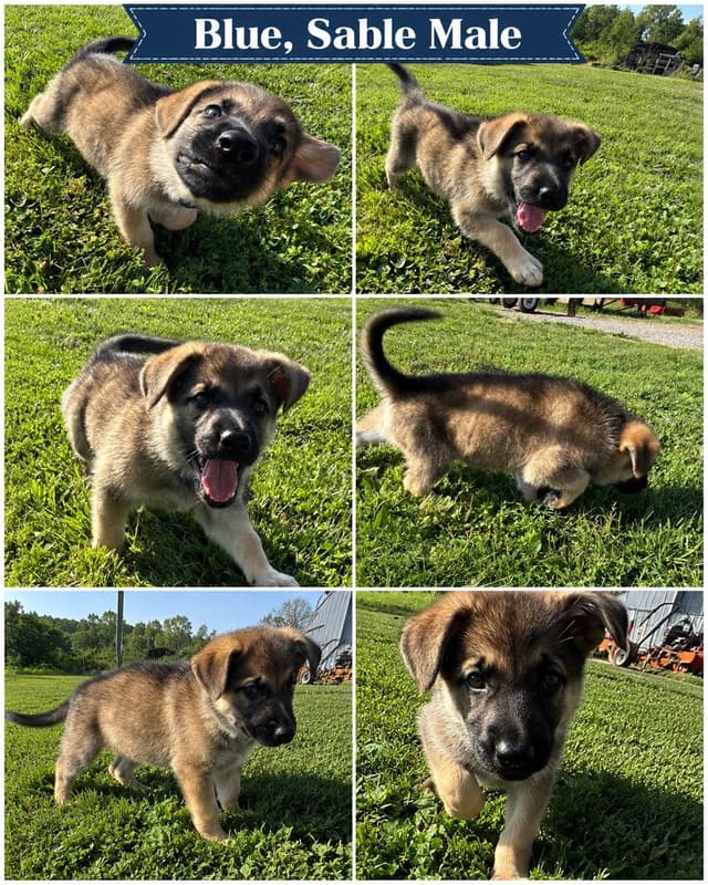 Black, Sable, Black&White German Shepherd puppies, DNA Health Tested media 8