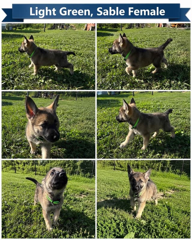 Black, Sable, Black&White German Shepherd puppies, DNA Health Tested media 7