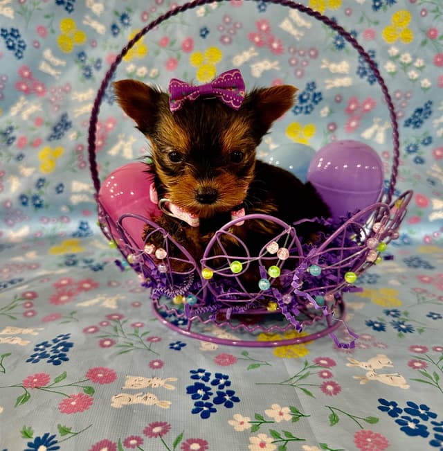 Yorkshire Terrier Puppies media 2