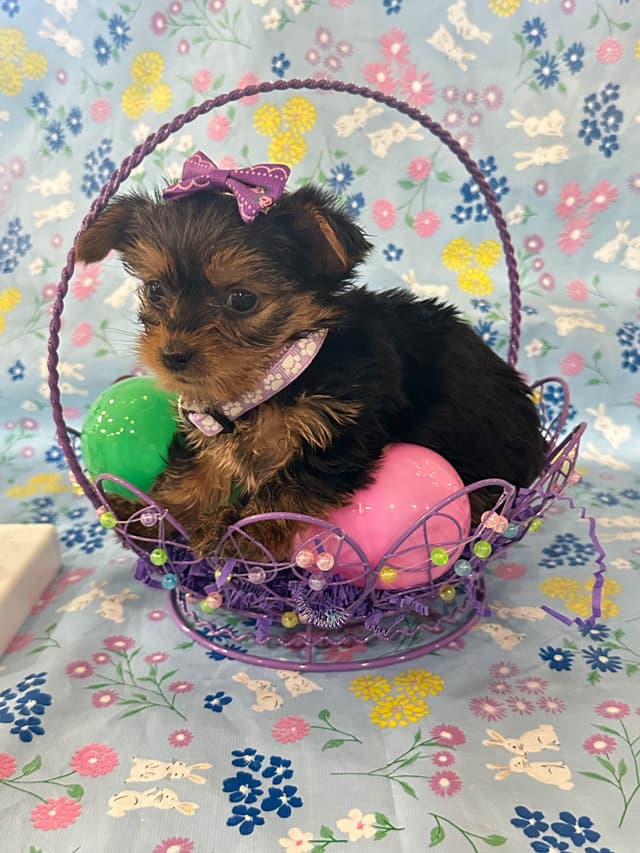 Yorkshire Terrier Puppies media 3